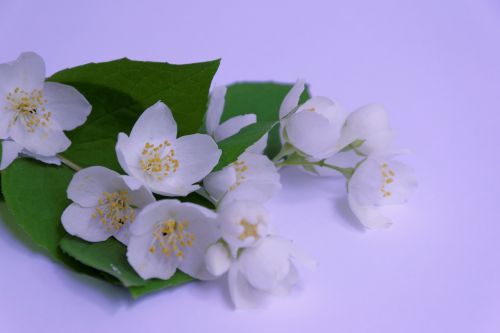 jasmin white branch