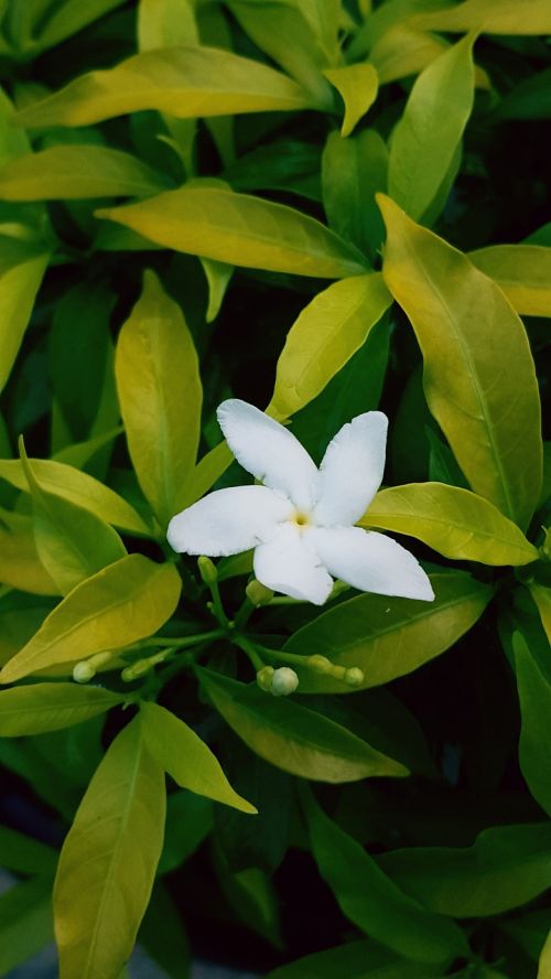 jasmin indonesian flowers