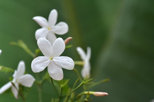 jasmin  jasmine flower  flower