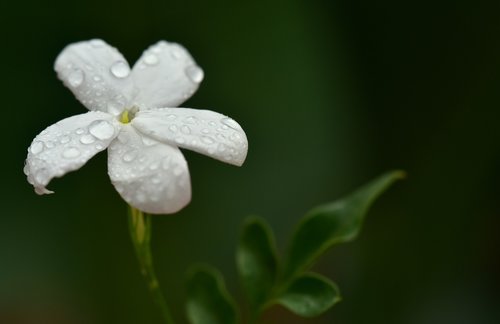 jasmin  jasmine flower  white