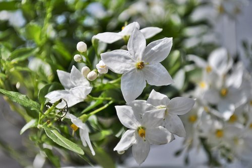 jasmin  flower  blossom