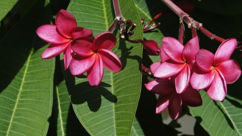 jasmin flower green