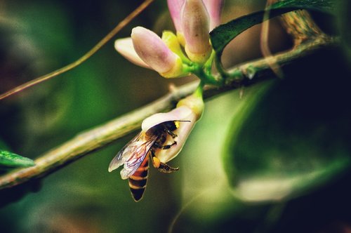 jasmin flower  neutral  bee