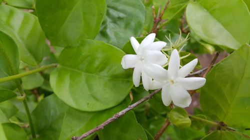 jasmine white flowers