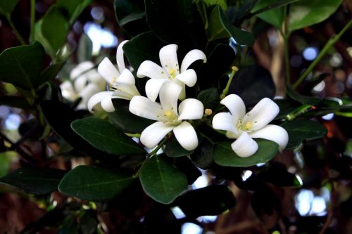 jasmine flower garden