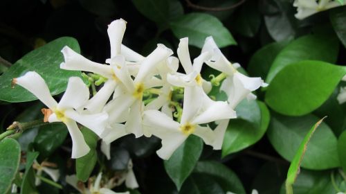 jasmine flowers nature