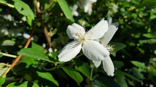 jasmine plant flower