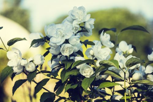 jasmine white summer flowers