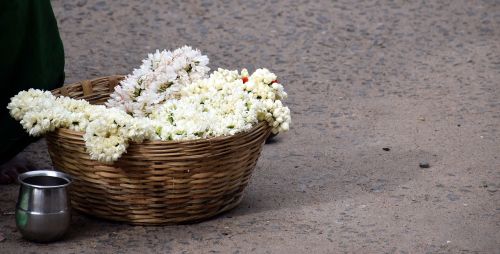 jasmine madurai flower