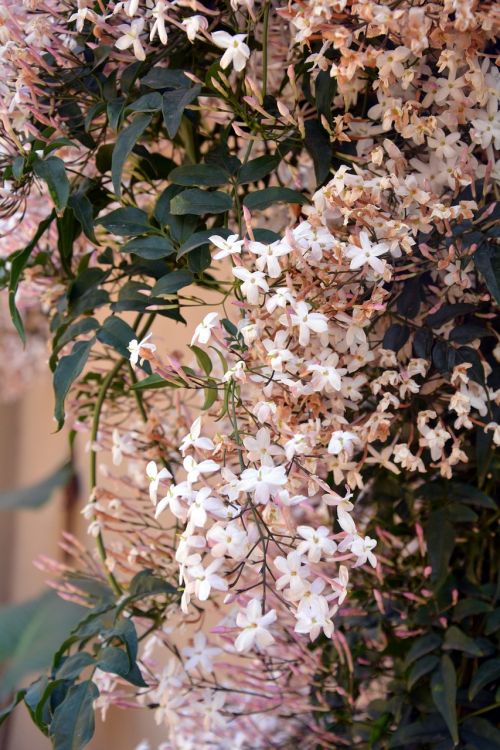 jasmine fragrance spring
