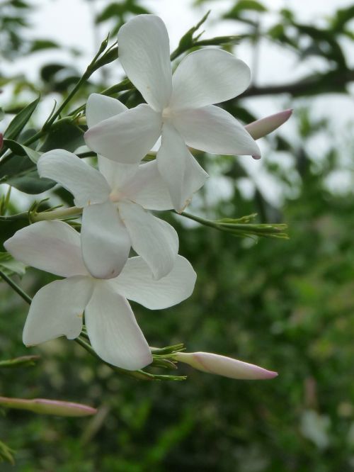 jasmine flowers white
