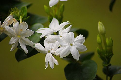 jasmine floral plant