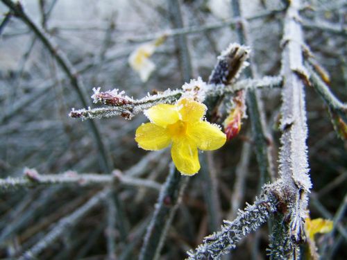 jasmine winter frost