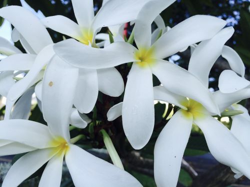 jasmine flower flowers