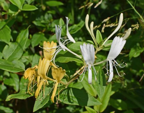 jasmine flower blossom