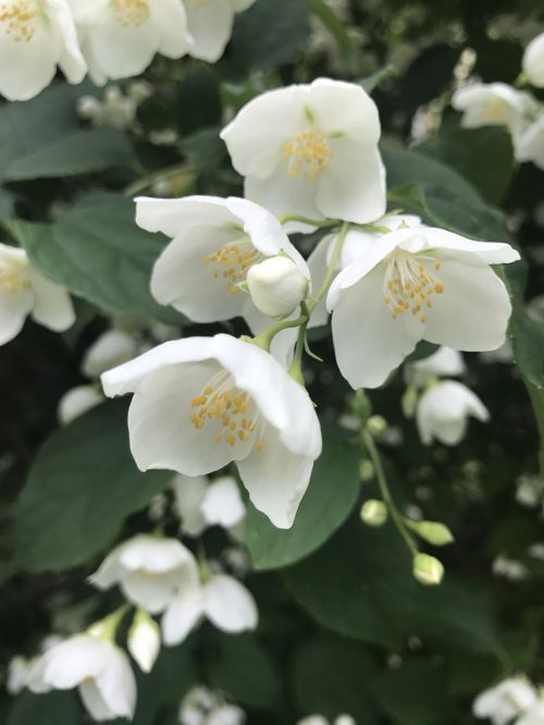 jasmine mock orange summer