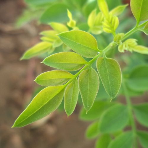 jasmine leaves plant