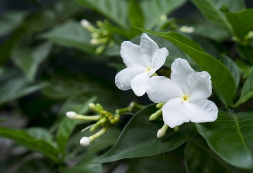 jasmine white flowers natural