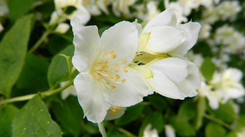 jasmine bush flowering shrub