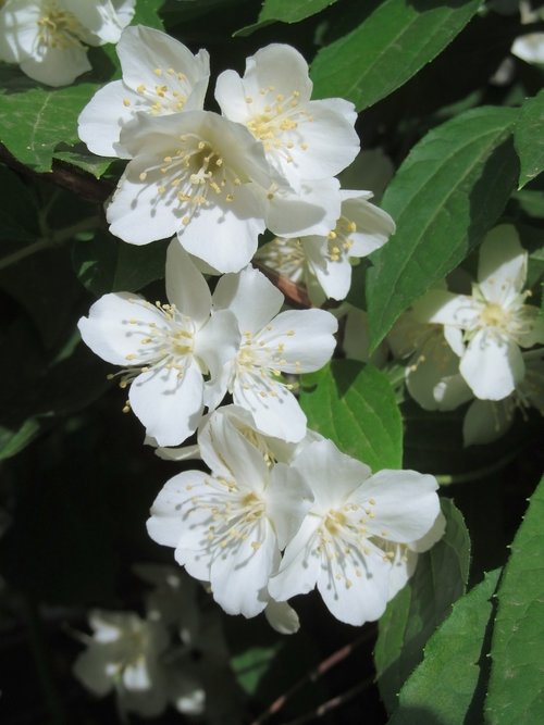 jasmine  white flowers