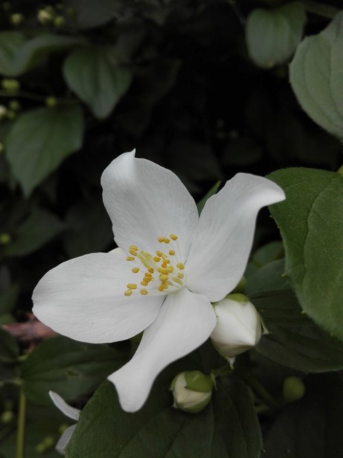 jasmine  flower  white flower
