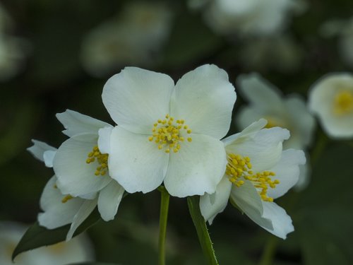 jasmine  flowers  bush