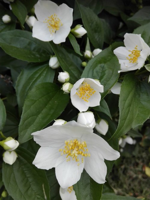 jasmine  flowers  white flower