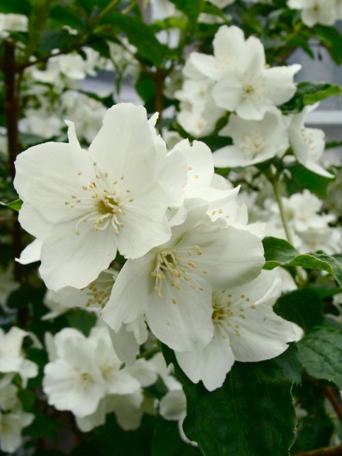 jasmine wildflower night scented jasmine