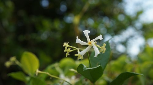 jasmine  flower  floral