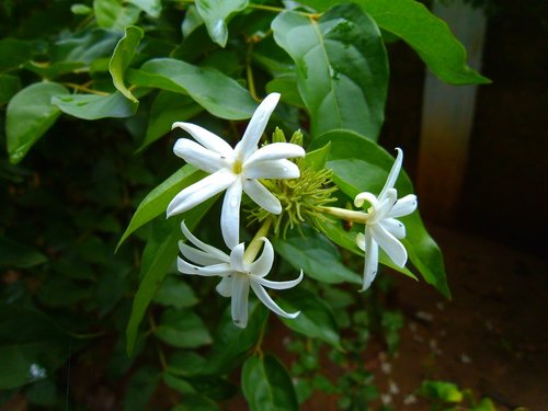 jasmine  nithyakalyani  catharanthus roseus