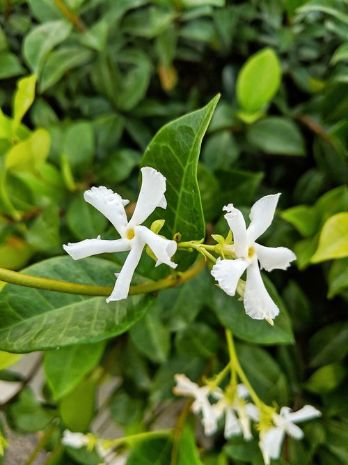 jasmine  flower  white