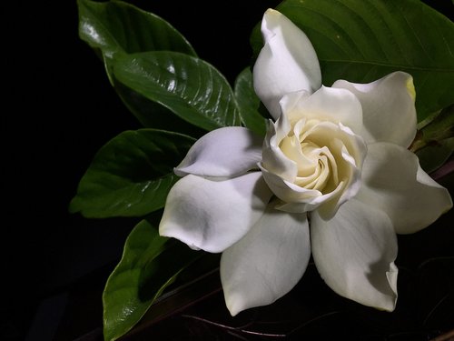 jasmine  white  flower
