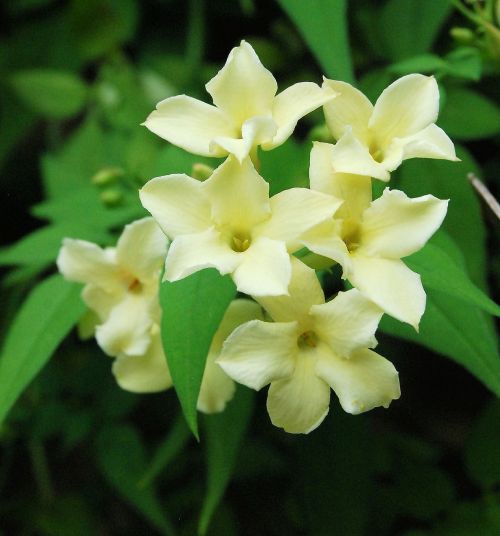 jasmine fragrance flower