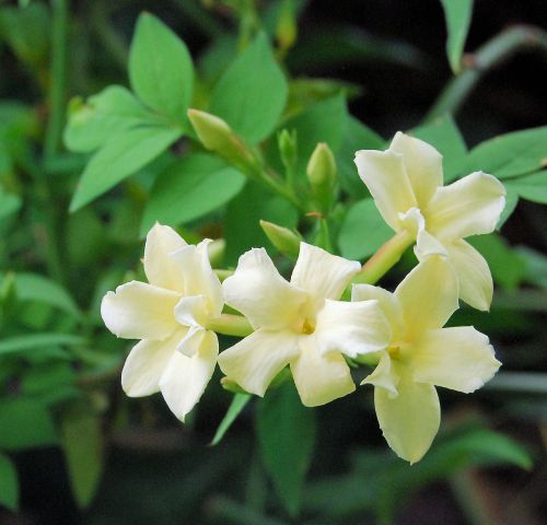 jasmine fragrance flower