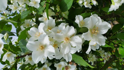 jasmine  flowers  spring