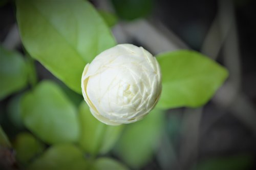 jasmine  flower  มะลิ
