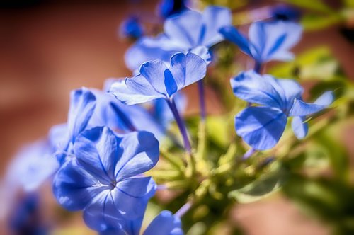 jasmine blue  blue flowers  jasmine