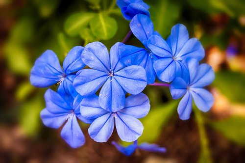 jasmine blue  jasmine  blue flowers