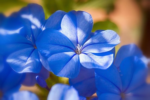 jasmine blue  jasmine  blue flowers