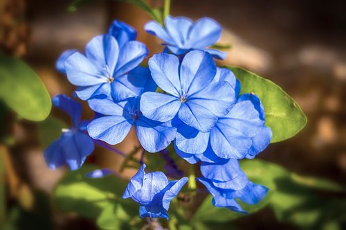 jasmine blue  jasmine  blue flowers