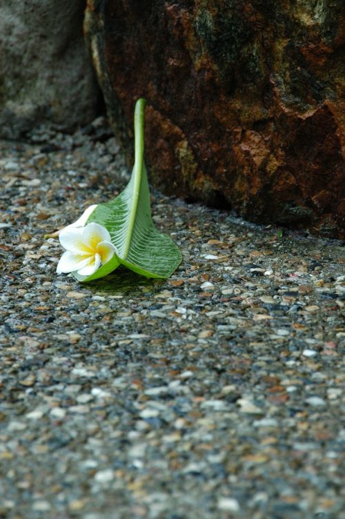 jasmine flower sidewalk rain