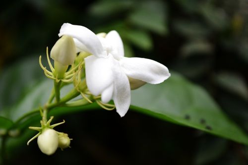 jasmine flower white flower flower