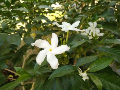 jasmine flower flower white flower