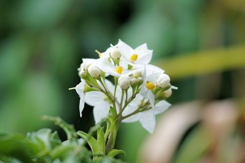 jasmine-flowered nightshade flower blossom