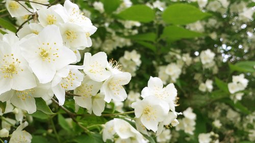 jasmine in bloom  white flowers  sunny day