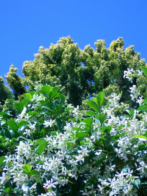 jasmine star white flowers thuja