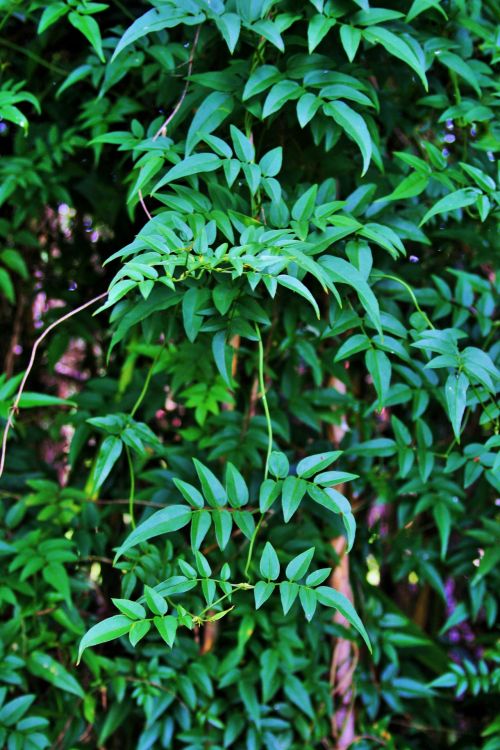 Jasmine With Reeds