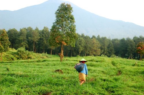 farm java indonesia