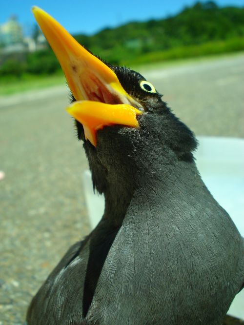 javan myna starlings bird