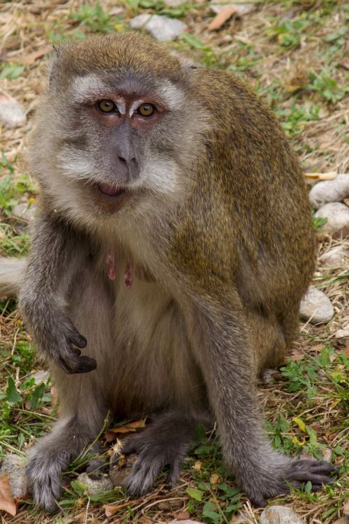 javanese monkey macaque makake